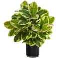 thumbnail image 1 of Nearly Natural 6952 Rubber Plant in Glossy Cylinder, 1 of 4