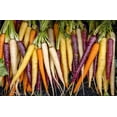 thumbnail image 3 of 500 Seeds RAINBOW CARROT MIX White Red Yellow Purple Orange Daucus Carrota Seeds, 3 of 8