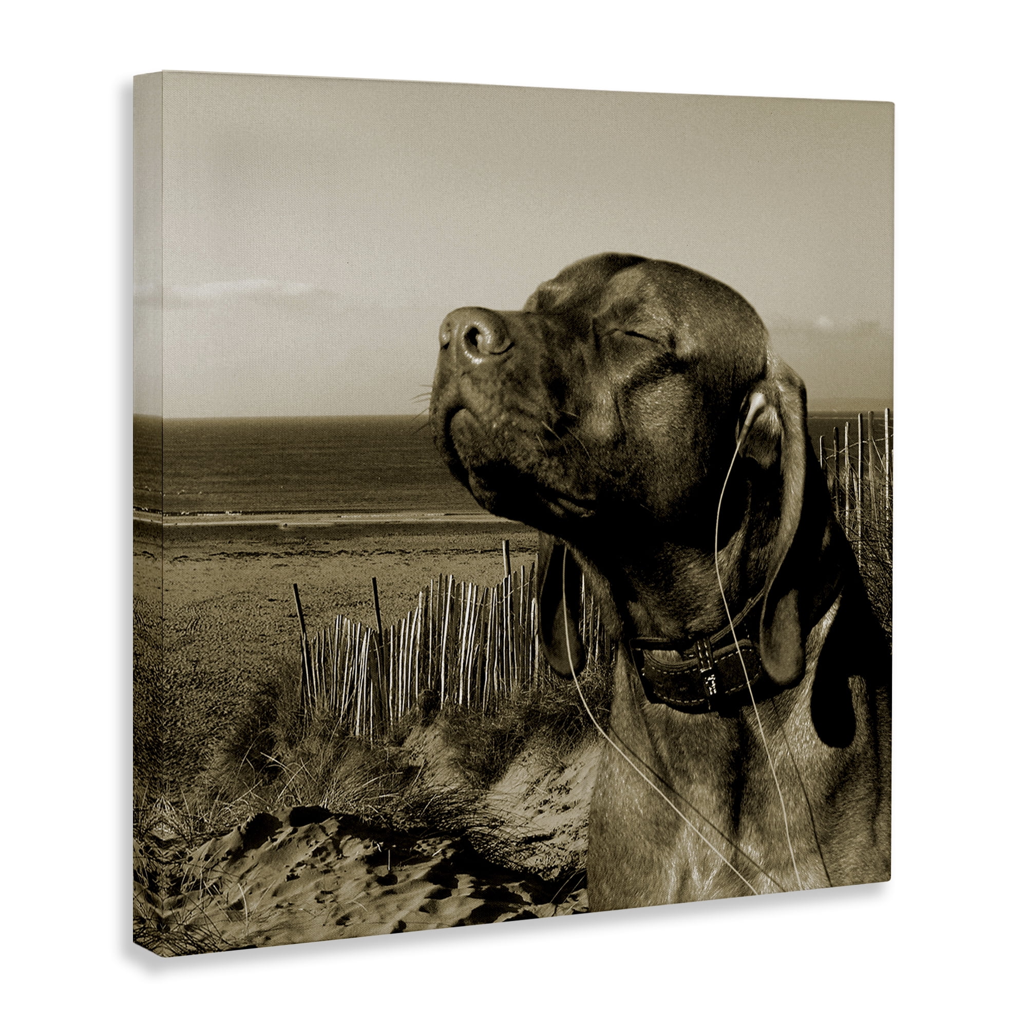 Stupell Industries Relaxed Dog with Music Animals & Insects Photography Gallery Wrapped Canvas Art Print Wall Art, 17 x 17