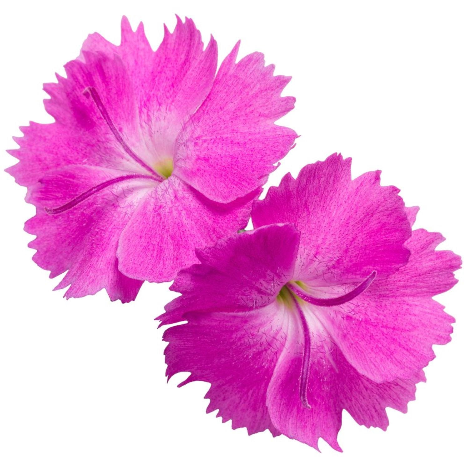 Proven Winners 6" Pink 'Paint the Town Fuchsia' Pinks Live Plant in 6.5" Pot