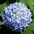 thumbnail image 2 of Brighter Blooms - Nikko Blue Hydrangea, 3 gal - No Shipping to AK, AZ, HI, 2 of 4