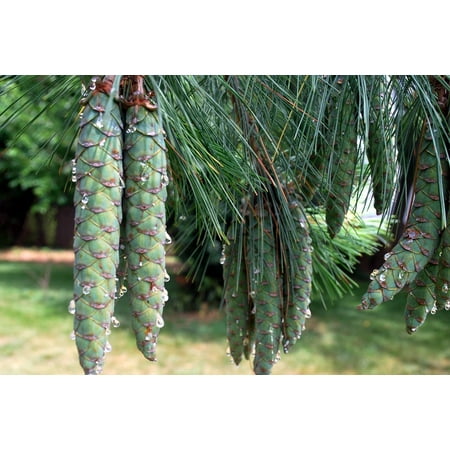 Laminated Poster Cone Sap Pine Cones Cluster Tree Needles Poster Print 24 x (Best Way To Remove Pine Sap)