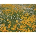 thumbnail image 2 of Scott Larson 24x20 Gallery Wrapped Canvas Wall Art Titled - High Meadow I, 2 of 4