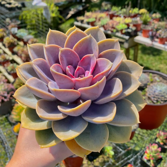Echeveria Perle von Nurnberg, Purple Succulent, Live Plant in 4" Pot