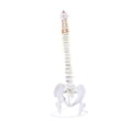thumbnail image 4 of Modelo de Vertebral Humana Strade Fareast Limited Soporte de Exhibición de Esqueleto PVC 80 cm, 4 of 8