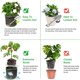thumbnail image 2 of Cultivo De Patatas, Jardinera De Patatas No Tejida, Bolsas Para Plantar Verduras Para El Hogar, Balcón, Jardín, Zanahorias, Tomates Y Verduras seitruly HA042511-01, 2 of 6