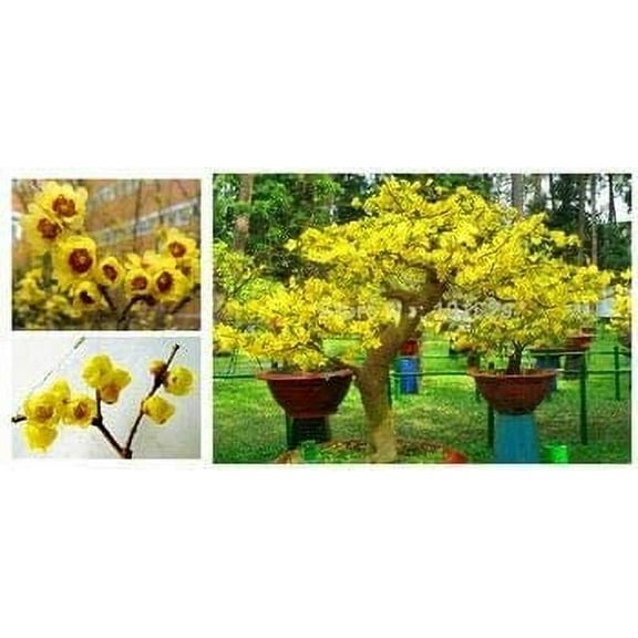 CZ Grain 10 Wintersweet Bonsai Tree Plant Seeds, Fragrant Yellow Flowers