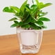 thumbnail image 5 of KAKOWELY Maceta drenable para orquídeas, maceta para orquídeas de interior, maceta de resina para flores, maceta combinada, 5 of 5