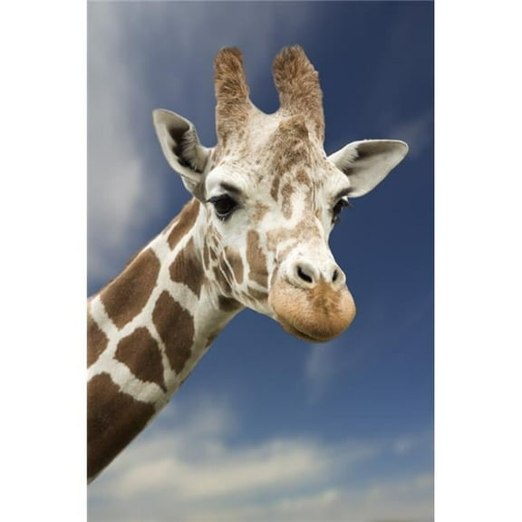 Portrait Of A Single Giraffe Poster Print