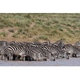 thumbnail image 2 of Pitamitz, Sergio 18x13 White Modern Wood Framed Museum Art Print Titled - A herd of plains zebras-Hidden Valley lake-Ndutu-Ngorongoro Conservation Area-Serengeti-Tanzania, 2 of 4