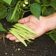 thumbnail image 3 of TomorrowSeeds - Roma II Romano Bean (Bush) Seeds - 90+ Count - For 2026 Planting Italian White Bean, 3 of 9