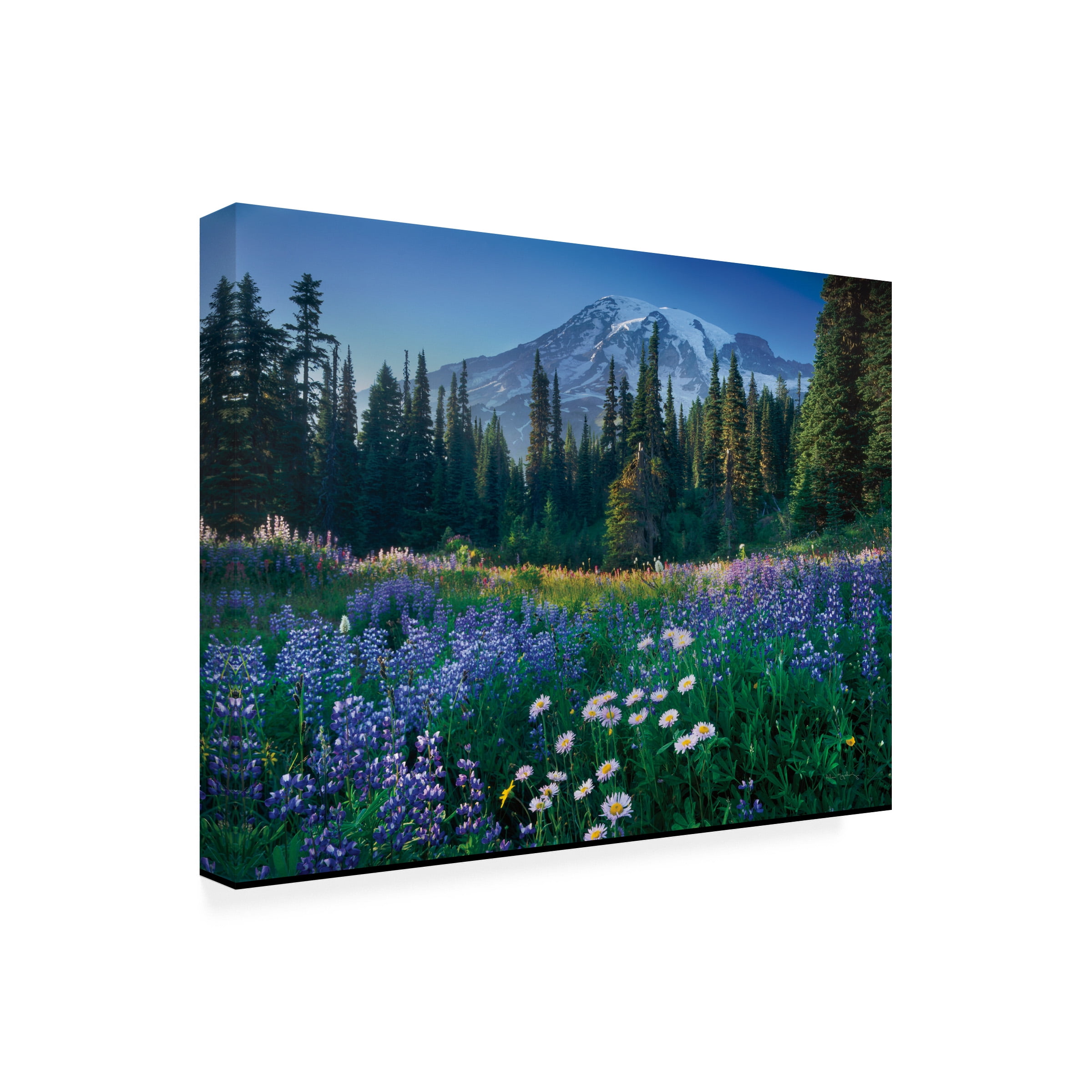 Alan Majchrowicz 'Mount Rainier' Canvas Art