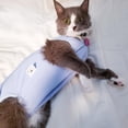 thumbnail image 2 of Traje de recuperación para gatos DOTON Surgical Post Surgery Blue S, 2 of 5