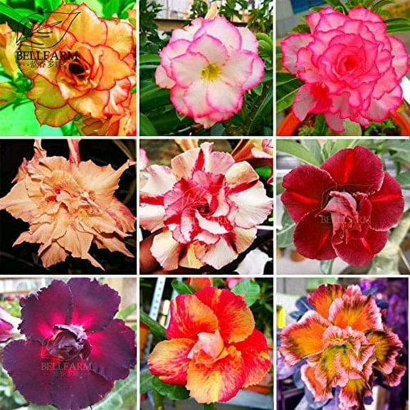 CZ Grain Adenium Mixed 10  pcs Double Petals Colorful Bonsai Desert Rose Seeds, 9 Types