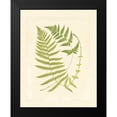 thumbnail image 2 of Vision Studio 20x24 Black Modern Framed Museum Art Print Titled - Ferns with Platemark V, 2 of 5