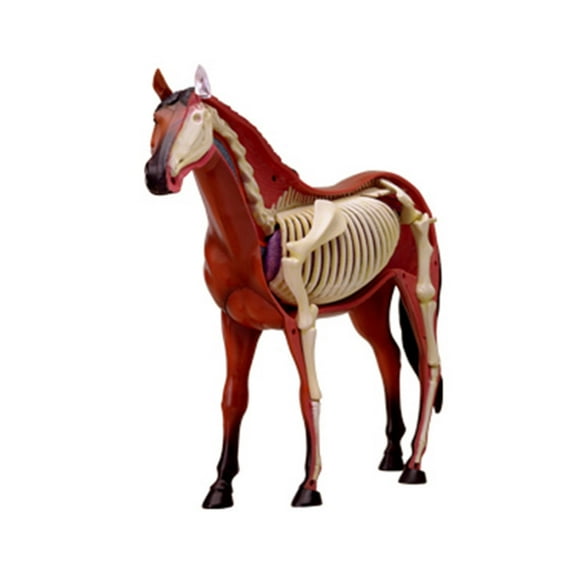 Yokua Horse Anatomy Model with Detachable Horse Organs and Body Parts
