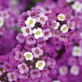 thumbnail image 5 of Burpee Tapis Royal Alyssum, 5 of 5