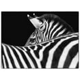 thumbnail image 2 of Van Swearingen, Debra 32x25 White Modern Wood Framed Museum Art Print Titled - Zebra III, 2 of 4