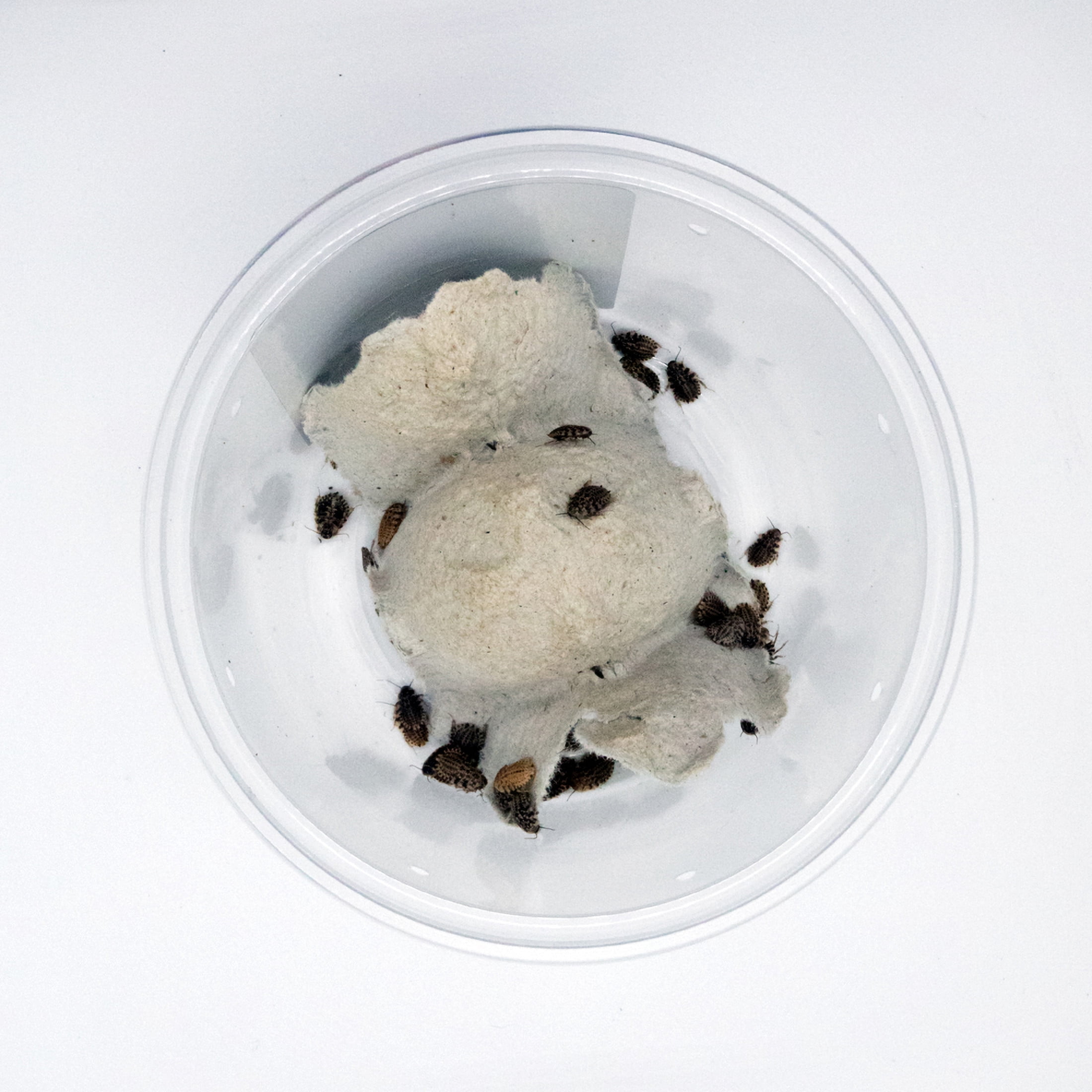 ReptiCulture Small Discoid 50 ct