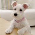 thumbnail image 2 of UPGRATOR 1Set Collar for Pets Metal Decorative with Simple Design for Daily Use, 2 of 7