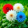 thumbnail image 3 of Dahlia, Low Maintenance - Easy Grow - Ideal for Beds Borders, Plant Pots & Planters, 3 of 5