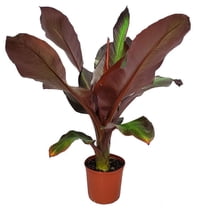 Ensete Maurelii - Live Indoor Red Abyssinian Banana Plant, Cold Hardy ...