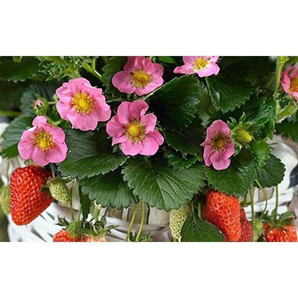Lipstick Strawberry Plant Fragaria Ornamental/Edible 4" Pot