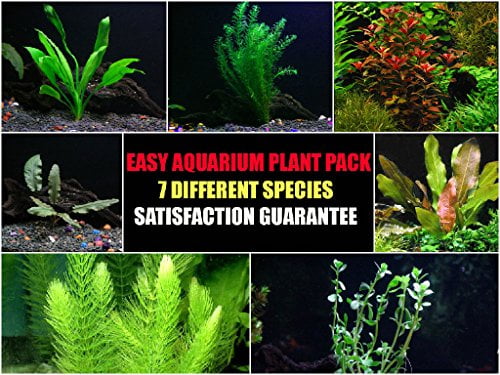 aquarium plant bundle