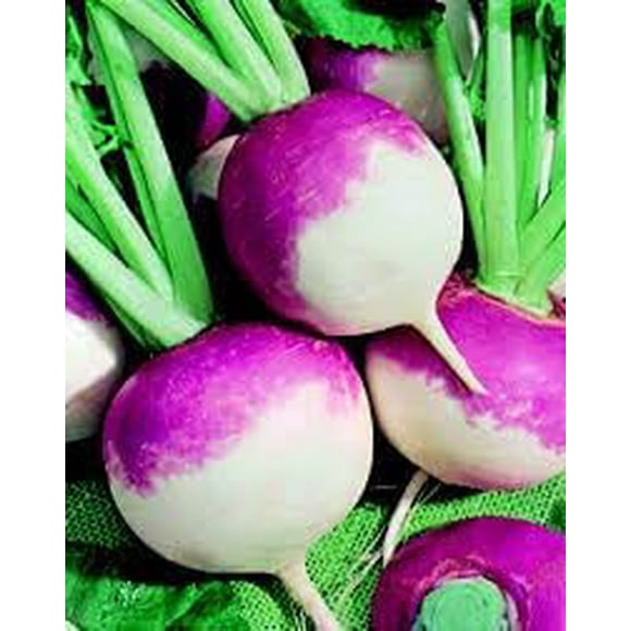 HJADGG Vegetable Seeds. Turnip and Rutabaga Seeds 1000+ Seeds Purple Globe White Top Turnip, Laurentian Rutabaga Combo Pack, 500+ Seeds Each -All Heirloom Seeds
