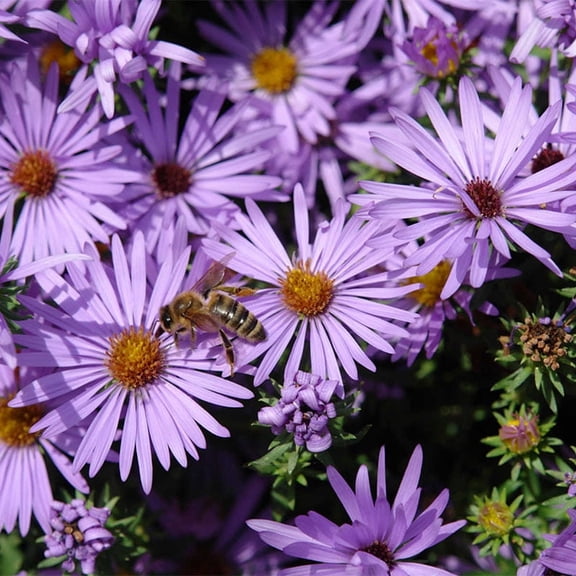Direct Gardening American Aster Symphyotricum Dormant Bare Root Blue Flowering Perennial Plant