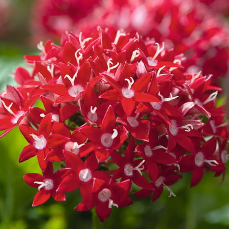 Delray Plants Mature Pentas Annual Flowers, Live Flowering Plant, Bright Red, 8