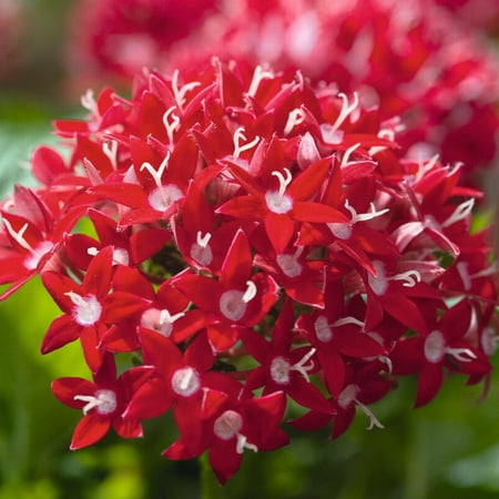 - Delray Plants Mature Pentas Annual Flowers, Live Flowering Plant, Bright Red, 8 pack