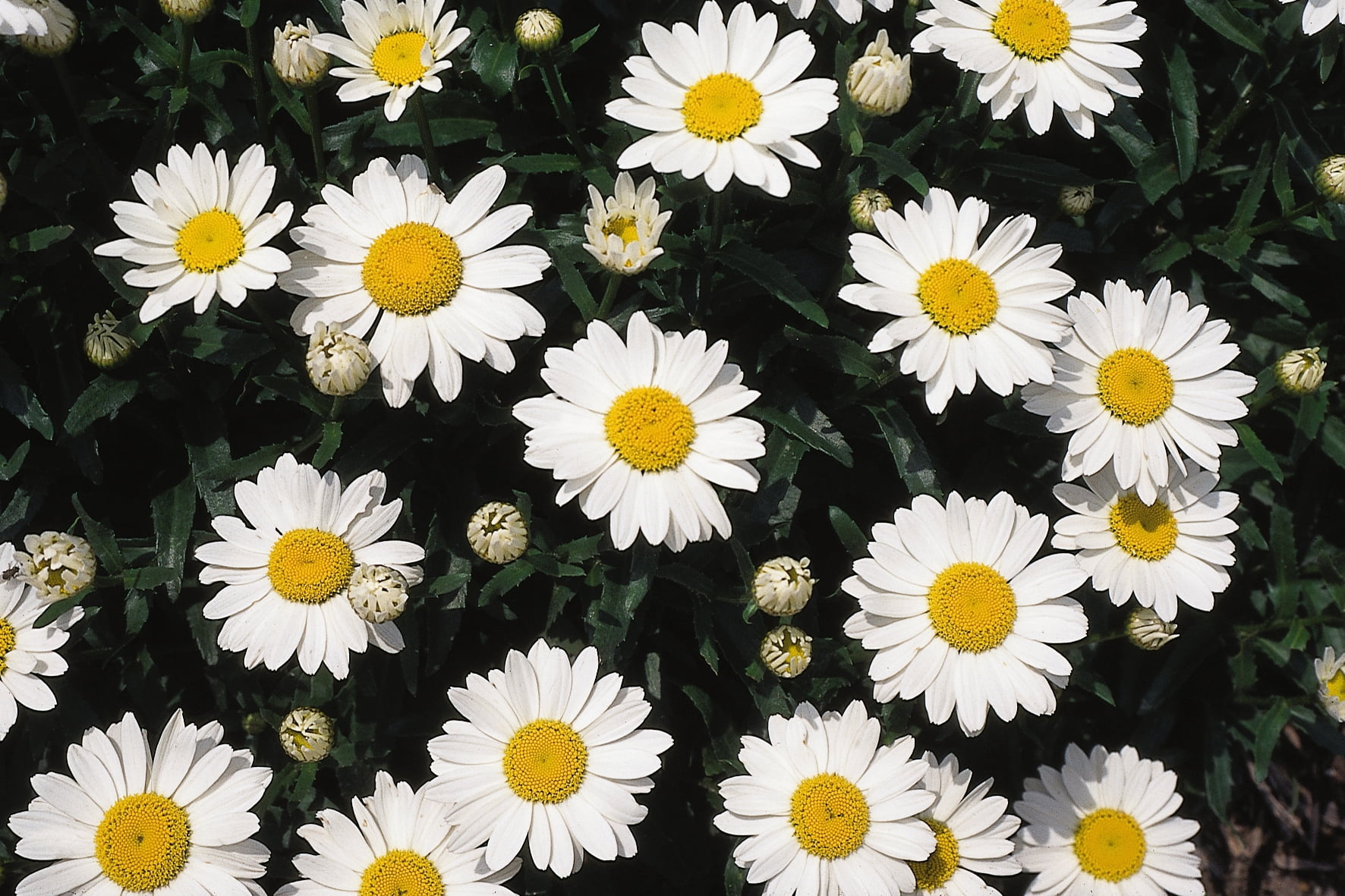 Expert Gardener Outdoor Live Plant Leucanthemum Shasta Daisy White 2.5QT, Full Sun