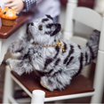 thumbnail image 3 of THE QUEEN'S TREASURES 18 Inch Doll Pet Accessory, Truly Adorable Realistic Grey Striped Kitty Cat, Compatible with American Girl Dolls, 3 of 4