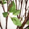 thumbnail image 2 of Sullivans 6'H Mountain Leaf Tree, Green, 2 of 3