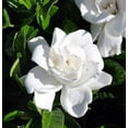 thumbnail image 2 of ( 1 ) - Summer Snow Gardenia - Starter Plant ( 4L ) - Evergreen - Fragrant White Flowers, 2 of 6