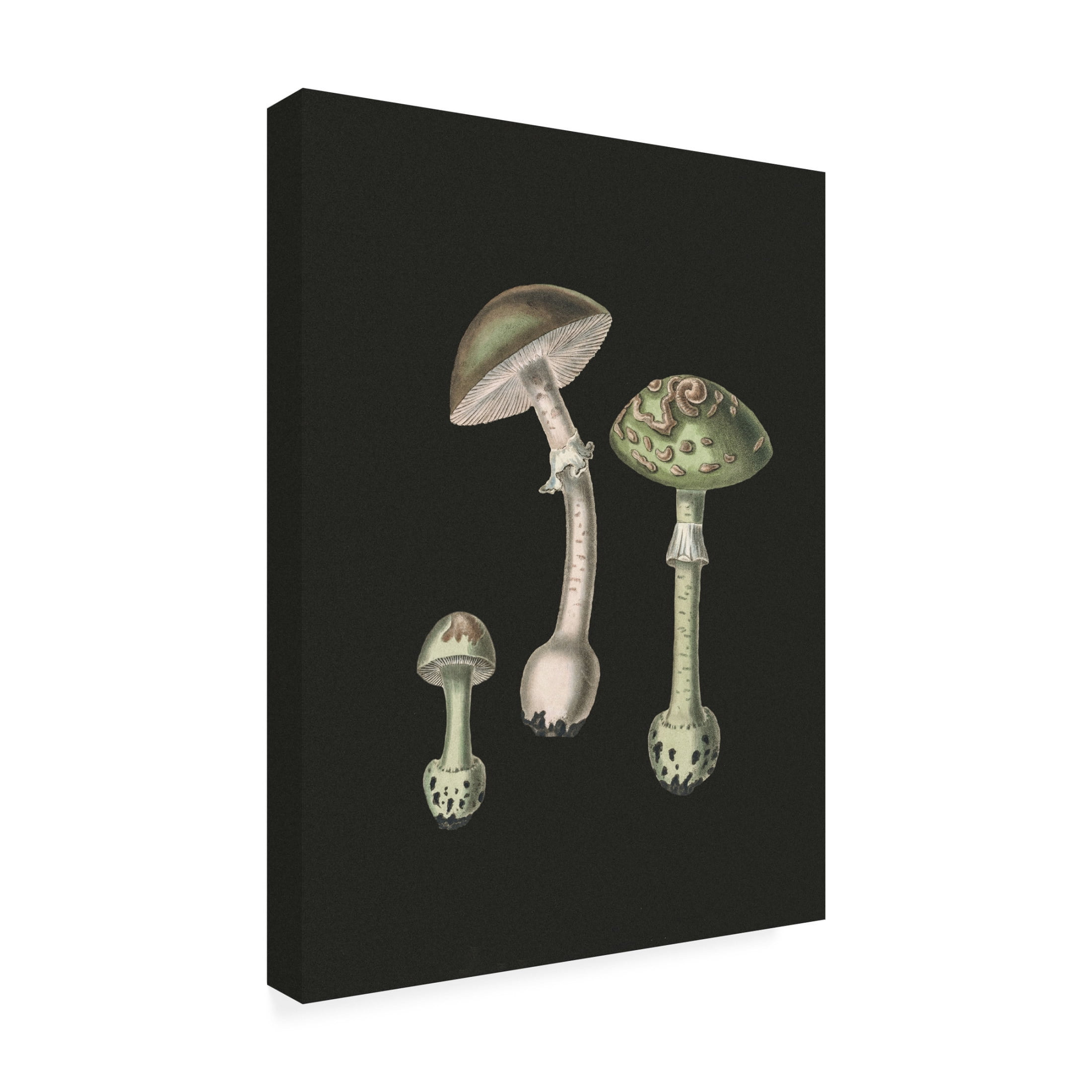 Trademark Fine Art Pictufy   Amanita Muscaria Dark Background Canvas Wall Art