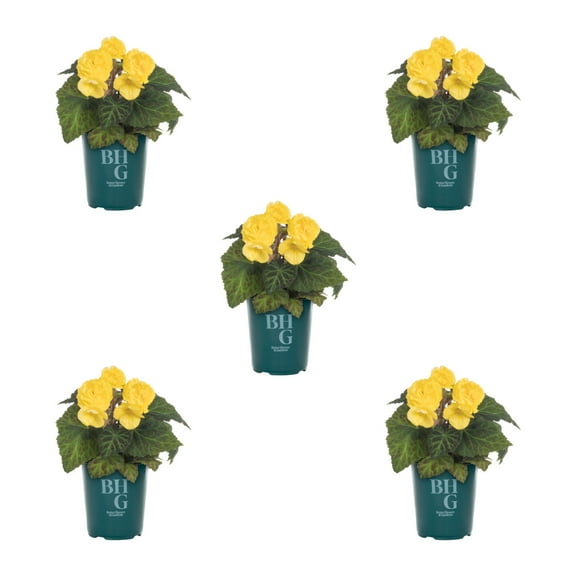 Better Homes & Gardens 1.5PT Yellow Begonia Live Annual Plant Shade 5-Pack