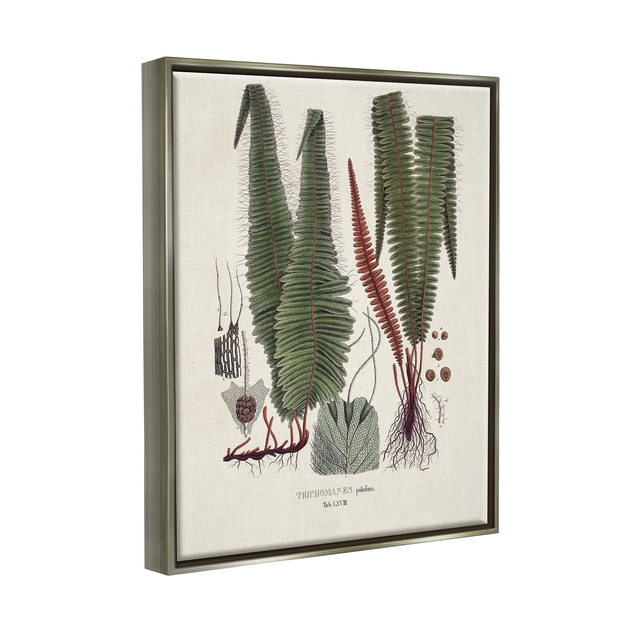 Stupell Industries Fern Latin Study Botanical & Floral Painting Gray Floater Framed Canvas Art Print Wall Art, 25 x 31