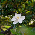 thumbnail image 2 of Sweetbay Magnolia Tree 8-12 Inches, 2 of 6