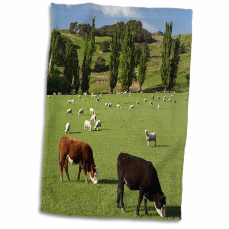 3dRose Farm animals, Cows, Sheep, Masterton, New Zealand-AU02 DWA6395 - David Wall - Towel, 15 by 22-inch
