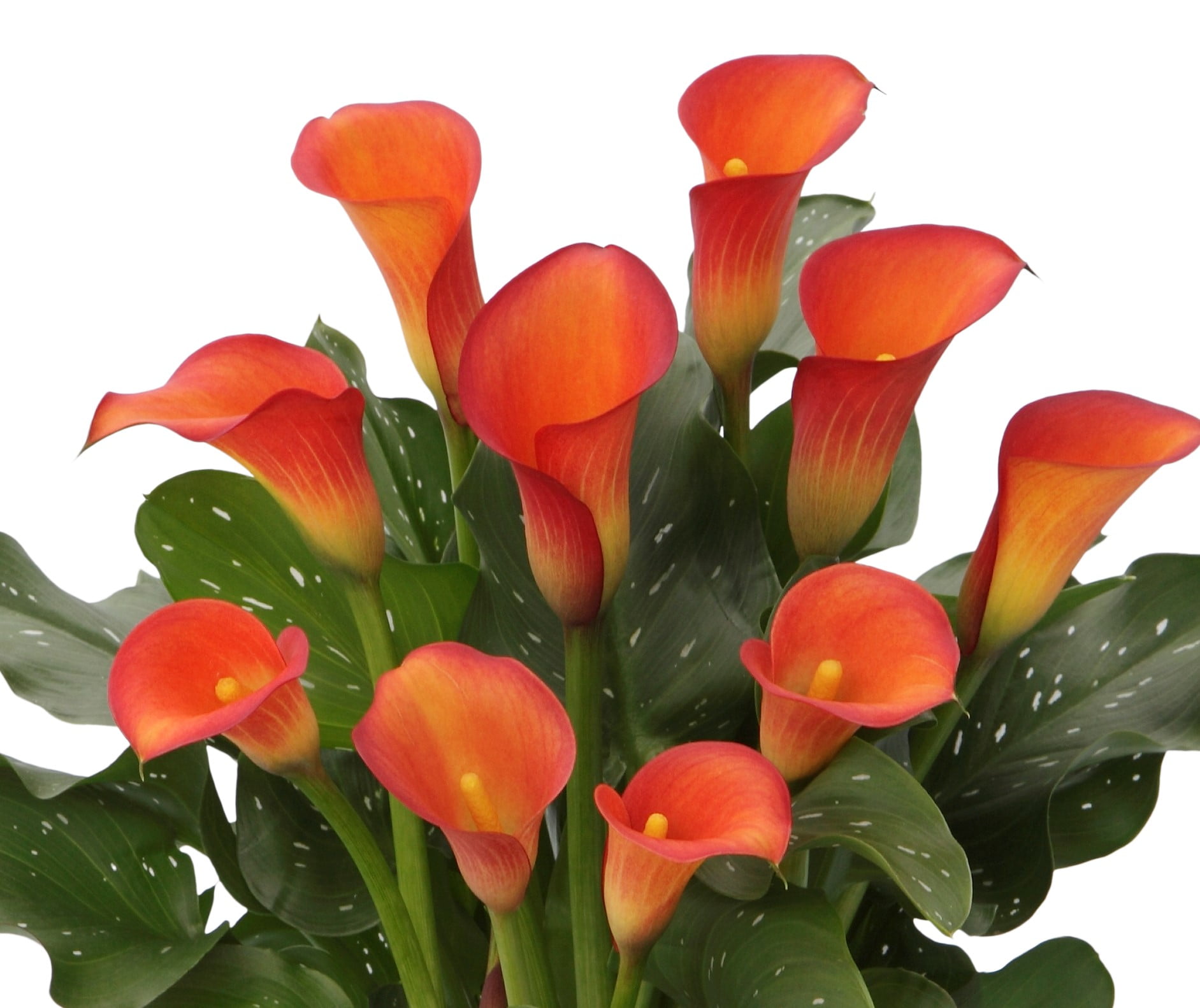 19 Mini Calla Lily Spray Orange pack of 12 19 Mini Calla Lily Spray Orange pack of 12
