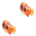 thumbnail image 2 of 2pcs Plastic Nautilus Model Simulated Marine Animal Model Sea Animals Statue Ornament, 2 of 6