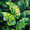 Leaf, variant on Textured Impasto Flower Canvas Print Wall Art for Living Room Office Kitchen Hallway