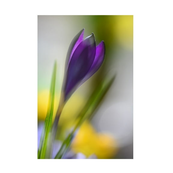 Canvas Wall Art - Heidi Westum 'Sunbeam' Wall Art for Living Room, Bedroom, or Office D?cor by Trademark Fine Art - 12 x 19 Inches