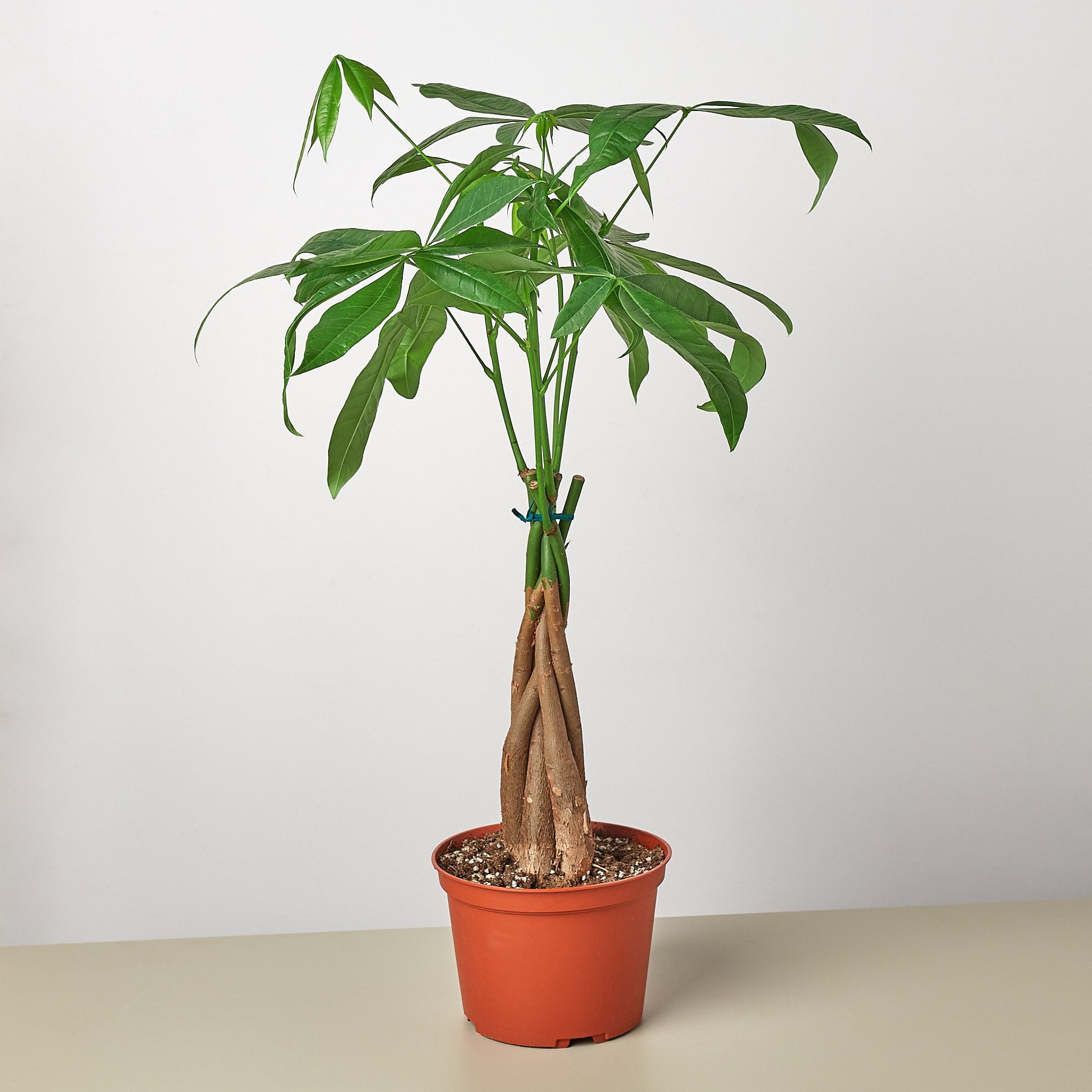 Money Tree �Guiana Chestnut� Pachira Braid 6&quot; Pot