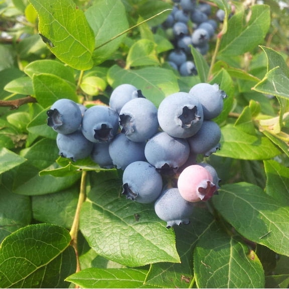 Powderblue Rabbiteye Blueberry - Vaccinium ashei 'Powderblue'