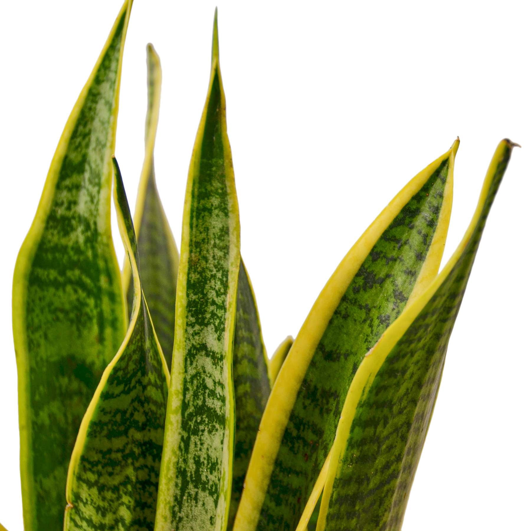 Snake Plant Laurentii | Sansevieria Trifasciata Live Plant for Indoor | Different Houseplants in 4'' & 6'' Pot | Real House Plant for Livingroom | Mother-in-law's Tongue