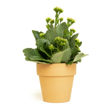 Altman Plants 3.5" Flowering Kalanchoe Live Plant with Clay Pot