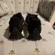 thumbnail image 4 of New Balance 327 Black White Men Shoes,New,Sz.10,New Balance U327SWB-D, 4 of 6